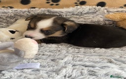 Welsh Corgi Cardigan dogs for sale: WELSH CARDIGAN CORGI BABIES FROM 5 ⭐ LICENSED HOME - Image 4