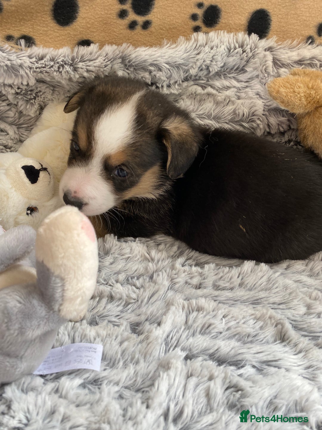Welsh Corgi Cardigan dogs for sale: WELSH CARDIGAN CORGI BABIES FROM 5 ⭐ LICENSED HOME - Image 4