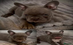 French Bulldog dogs for sale: Merle French Bulldog Puppies  - Image 4