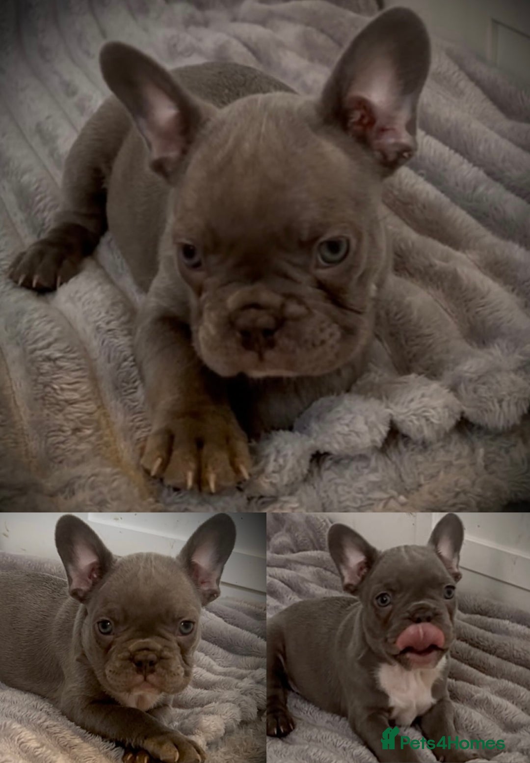 French Bulldog dogs for sale: Merle French Bulldog Puppies  - Image 4