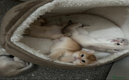 British Shorthair cats for sale: British Shorthair Golden kitten GCCF - Image 22