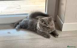 British Shorthair cats for sale: British shorthair & longhair Great Pedigree  - Image 6