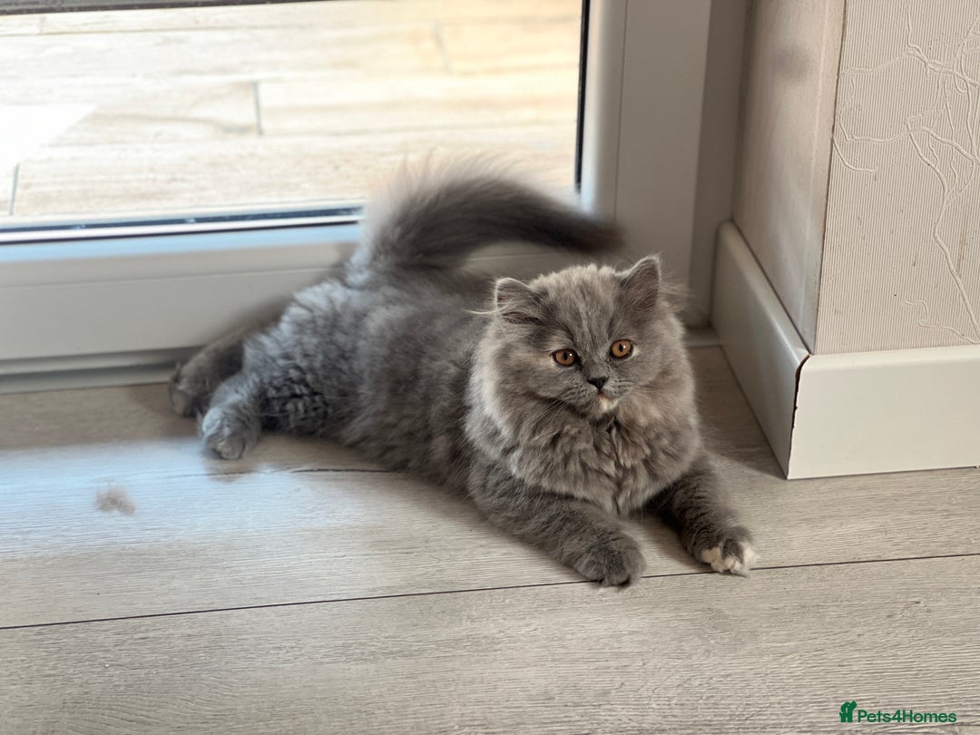 British Shorthair cats for sale: British shorthair & longhair Great Pedigree  - Image 6