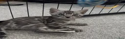 Bengal cats for sale: Exceptional bengal babies 🐆💎❤️ - Advert 20