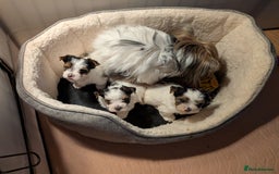 Biewer Terrier dogs for sale: Biewer - Image 1
