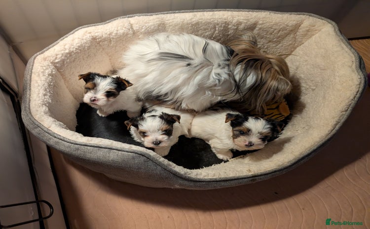 Biewer Terrier dogs - Advert 1