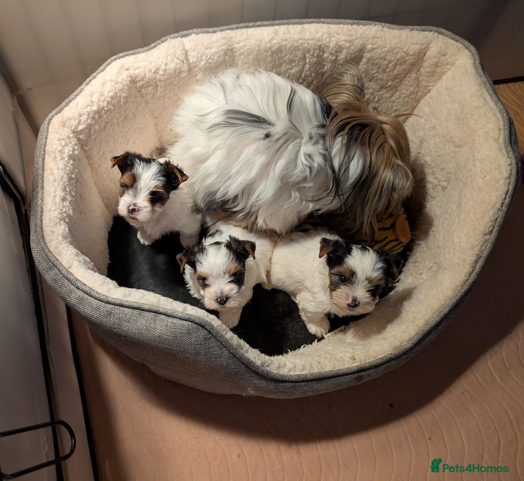 Biewer Terrier dogs for sale: Biewer - Image 1