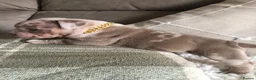 American Bully dogs for sale: Pocket Bully Puppies  - Advert 12