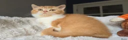 British Shorthair cats for sale: Champion Lines British Shorthair Kittens  - Advert 3