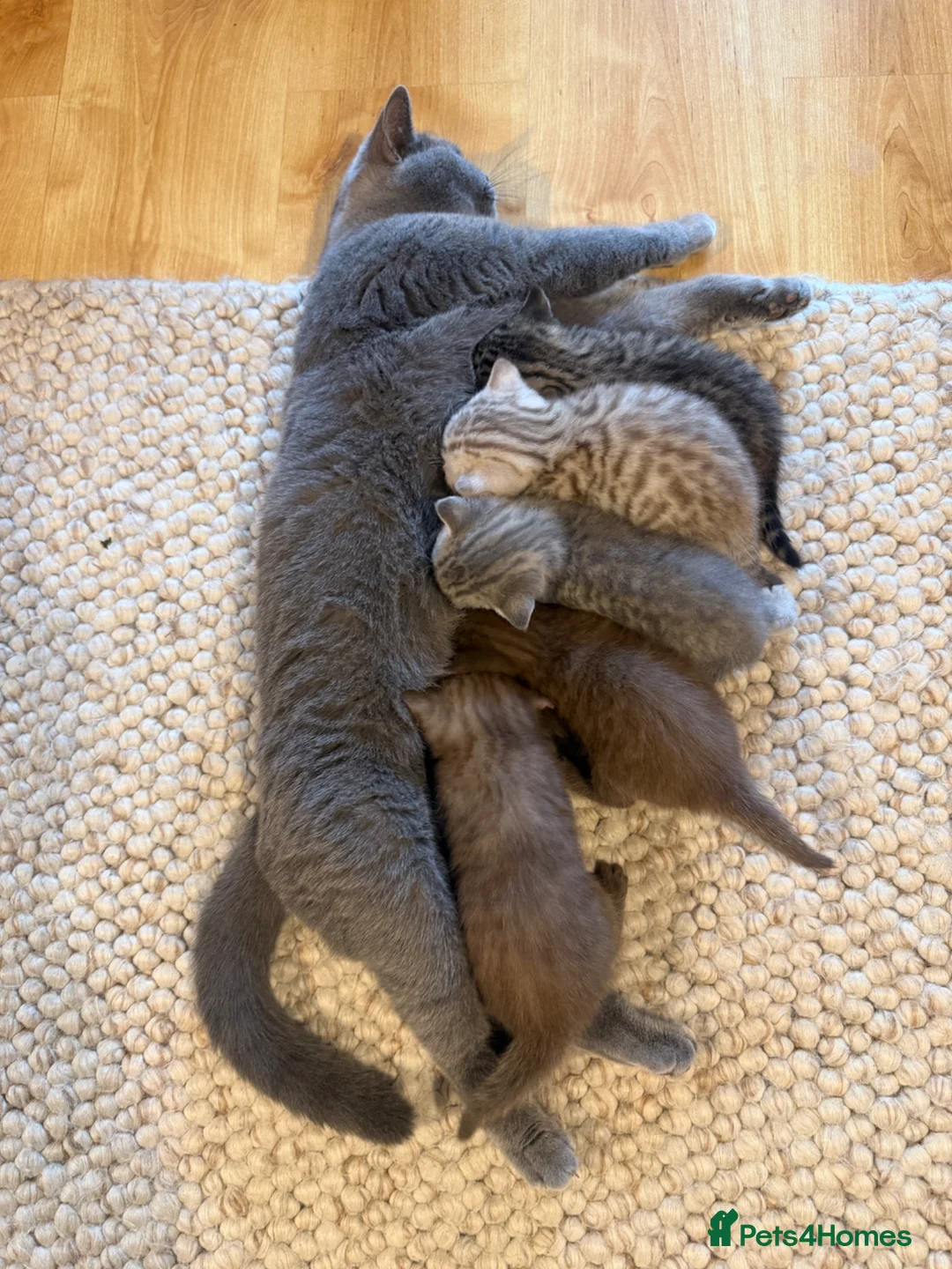 British Shorthair cats for sale: Cinnamon girl  - Advert 1