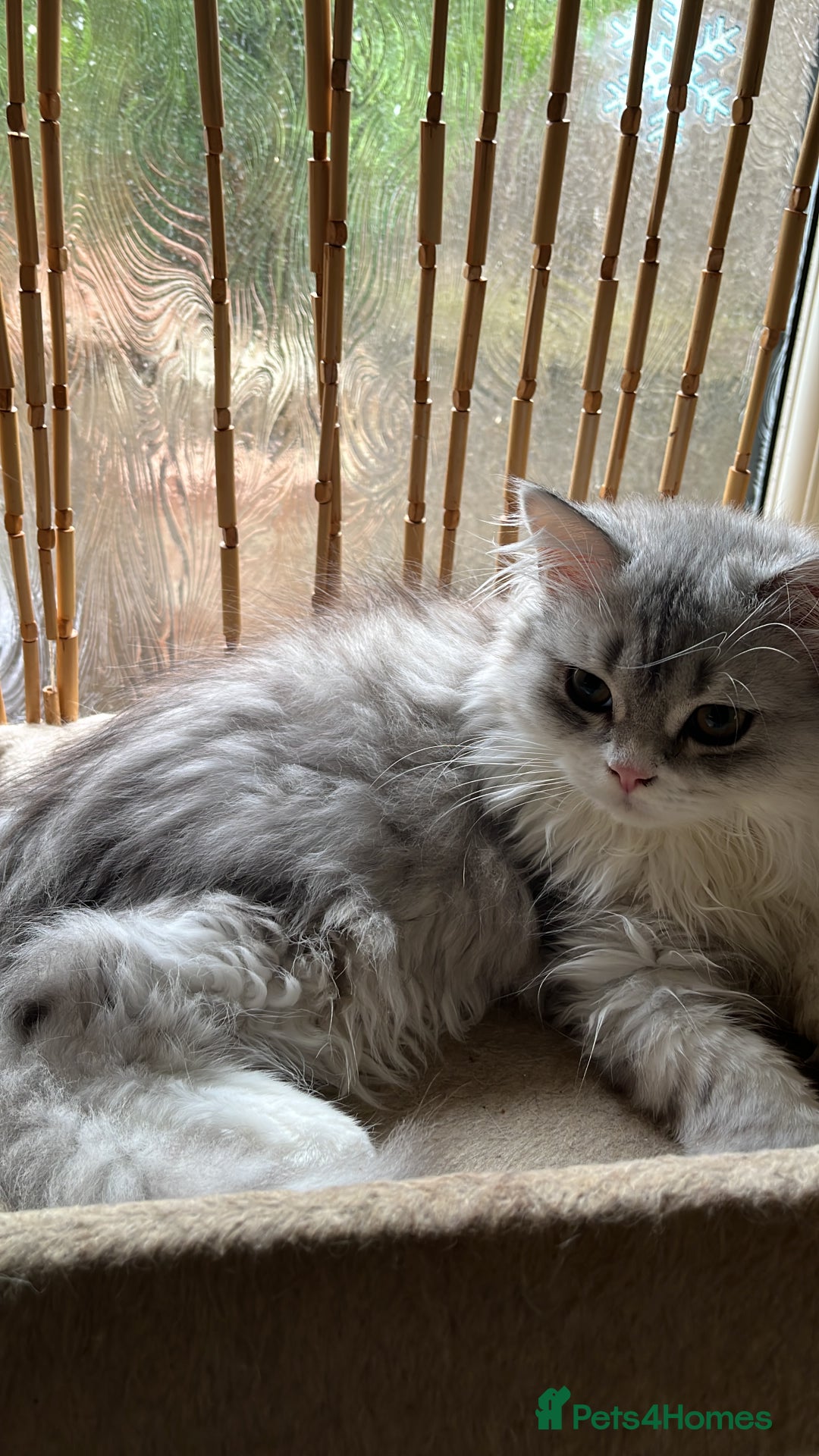 British Shorthair cats for sale: British Longhair Silver Boy & Black shorthair girl - Advert 6