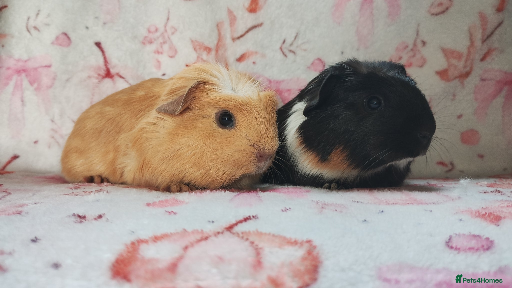 Guinea Pig rodents Baby girl guinea pigs both Cornets ready now - Advert 17