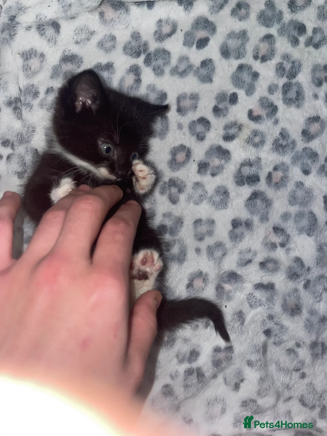 Mixed Breed cats for sale: ready to leave now! black and white kittens - Advert 12
