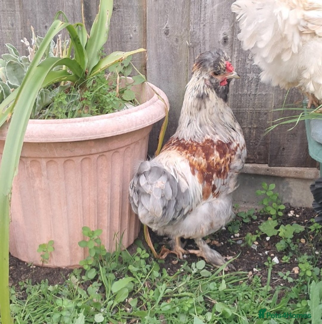 Chickens poultry for sale: Frazzler & silkie x pekin bantams - Image 5