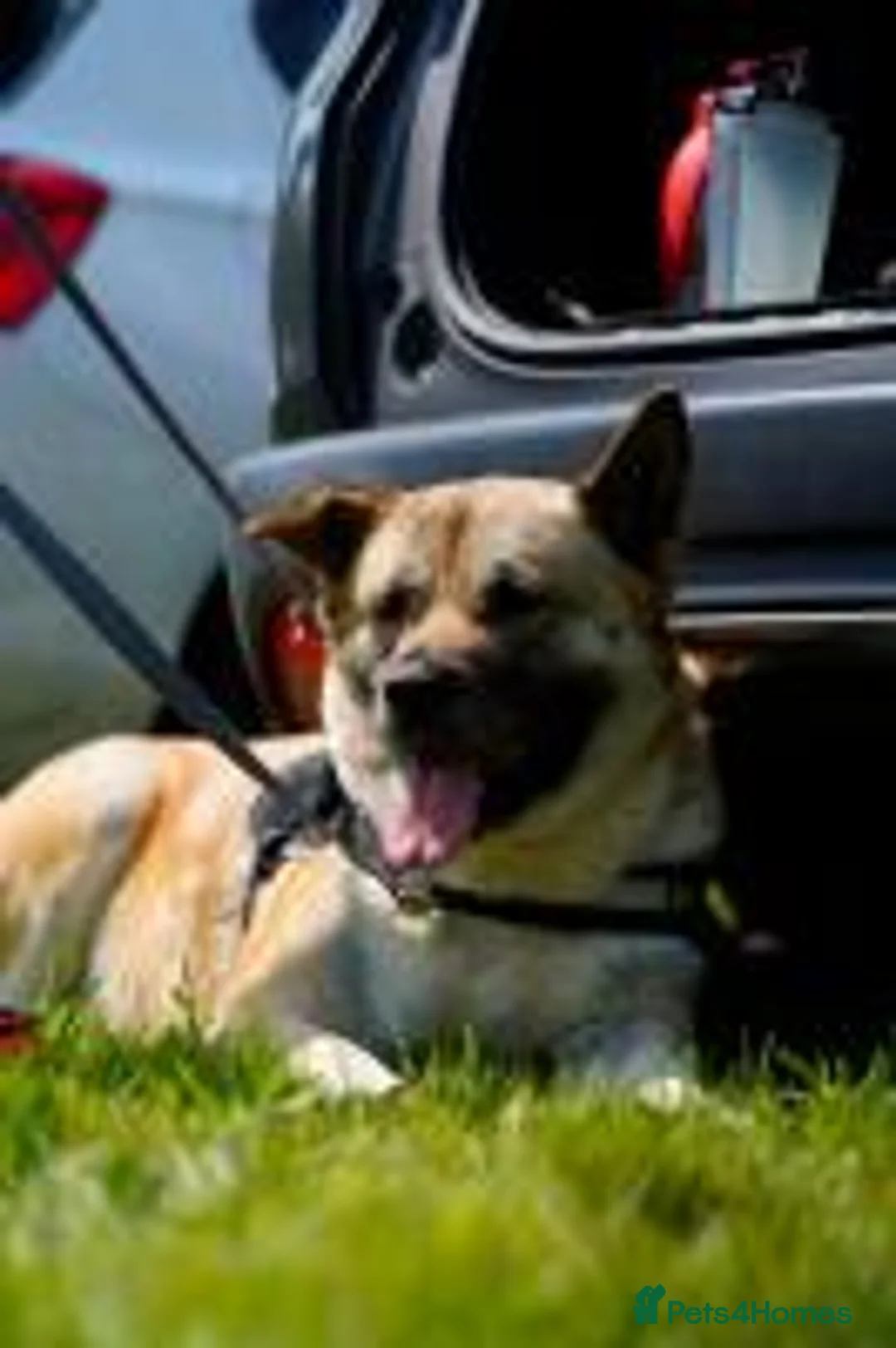 Akita dogs for adoption: Missy in Worksop - Advert 4