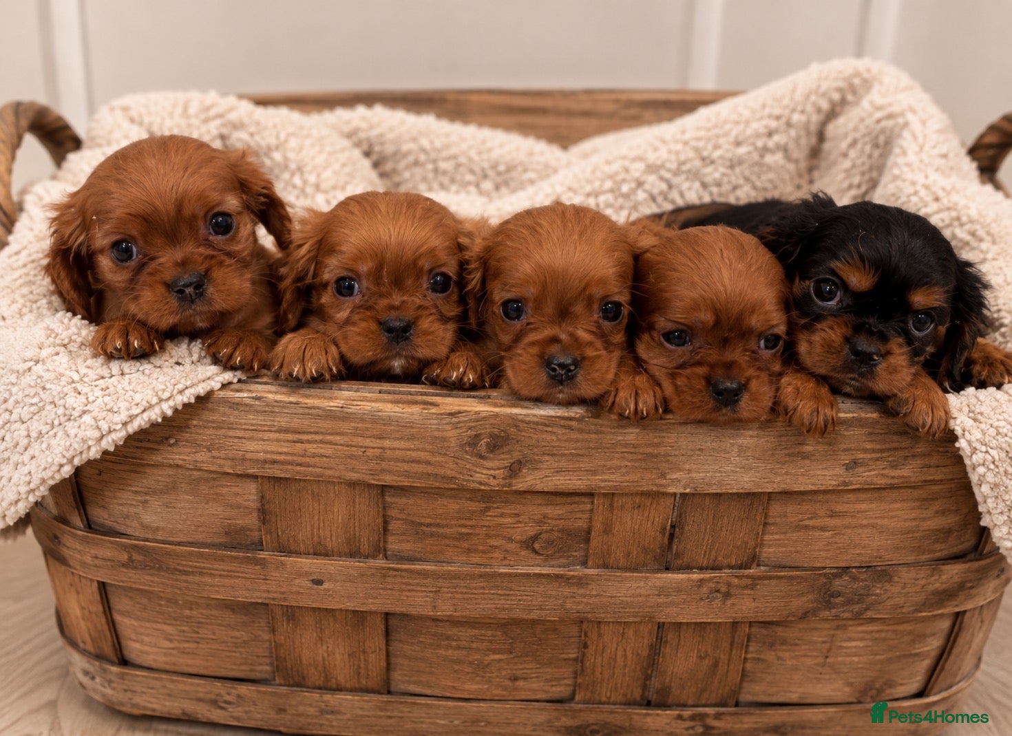 Cavalier King Charles Spaniel dogs 🐾 KC Registered King Charles cavalier  Puppies 🐾 - Advert 6