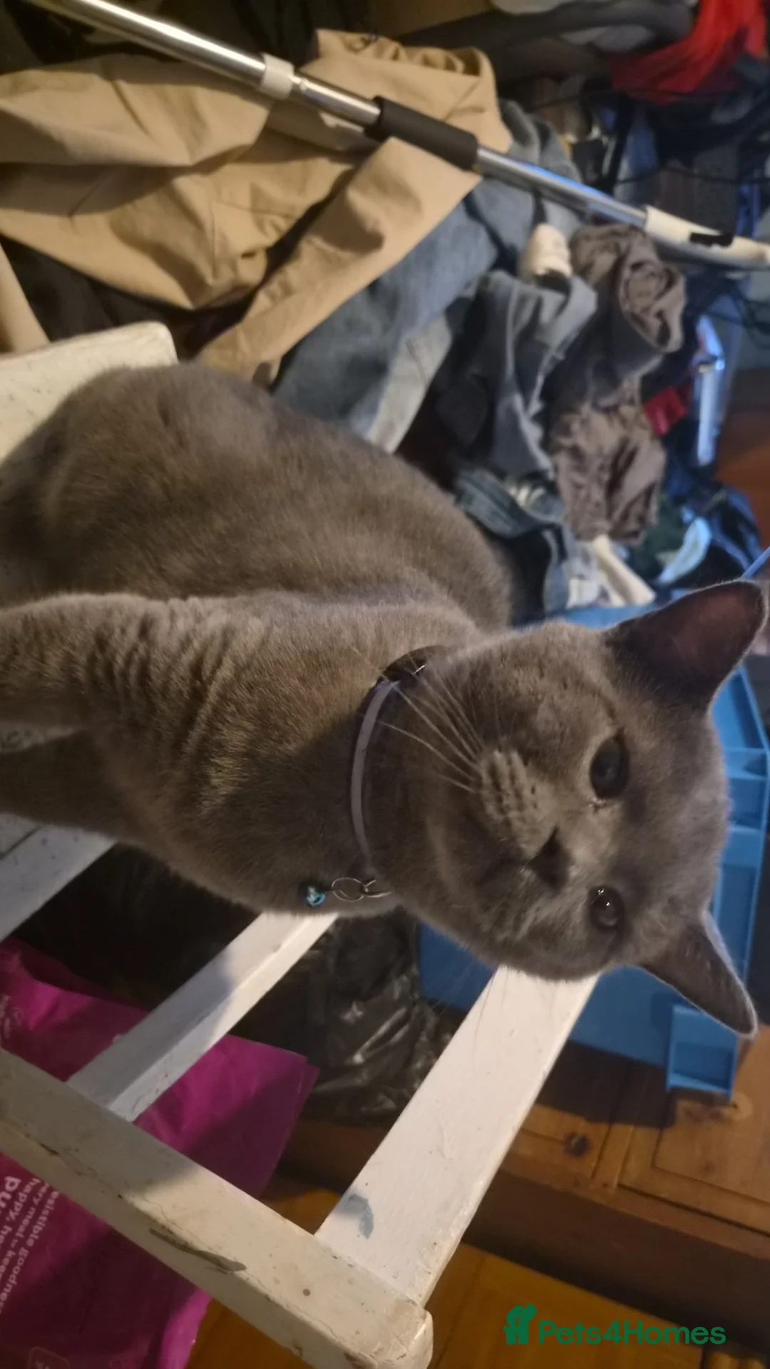 British Shorthair cats for sale: Male Britis short-hair  - Advert 2