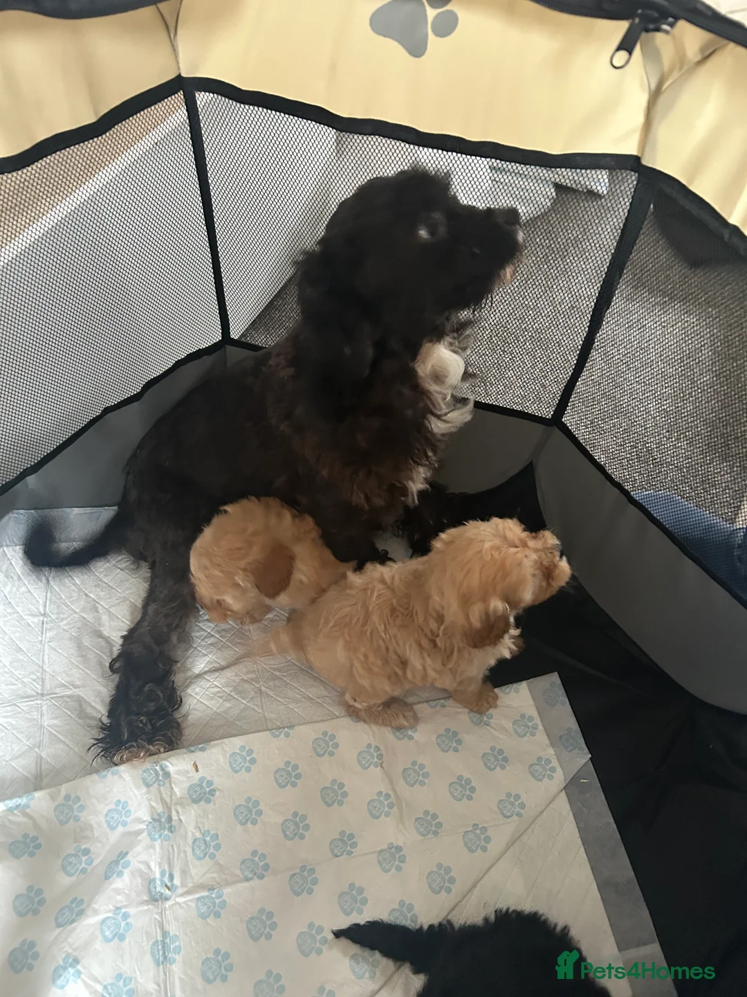 Cavapoo dogs for sale: Cute cavapoo pups - Advert 11