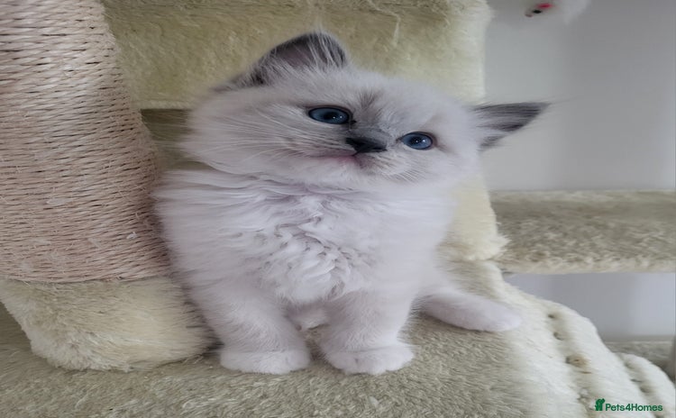 Ragdoll cats - Advert 7