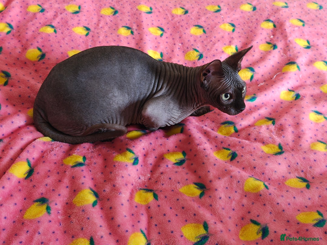 Sphynx cats for sale: 4 sphynx kittens 5months old - Image 3