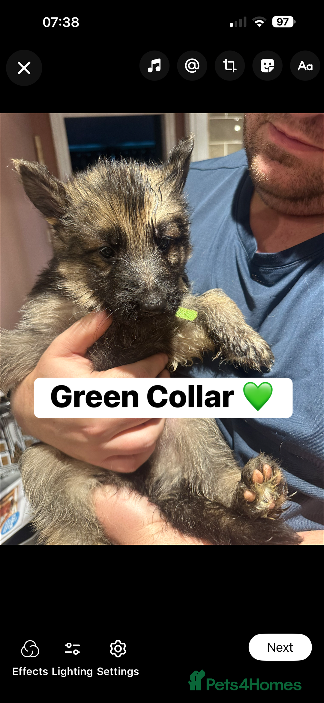 German Shepherd dogs for sale: German Shepherd puppies *Open to sensible offers* - Advert 34