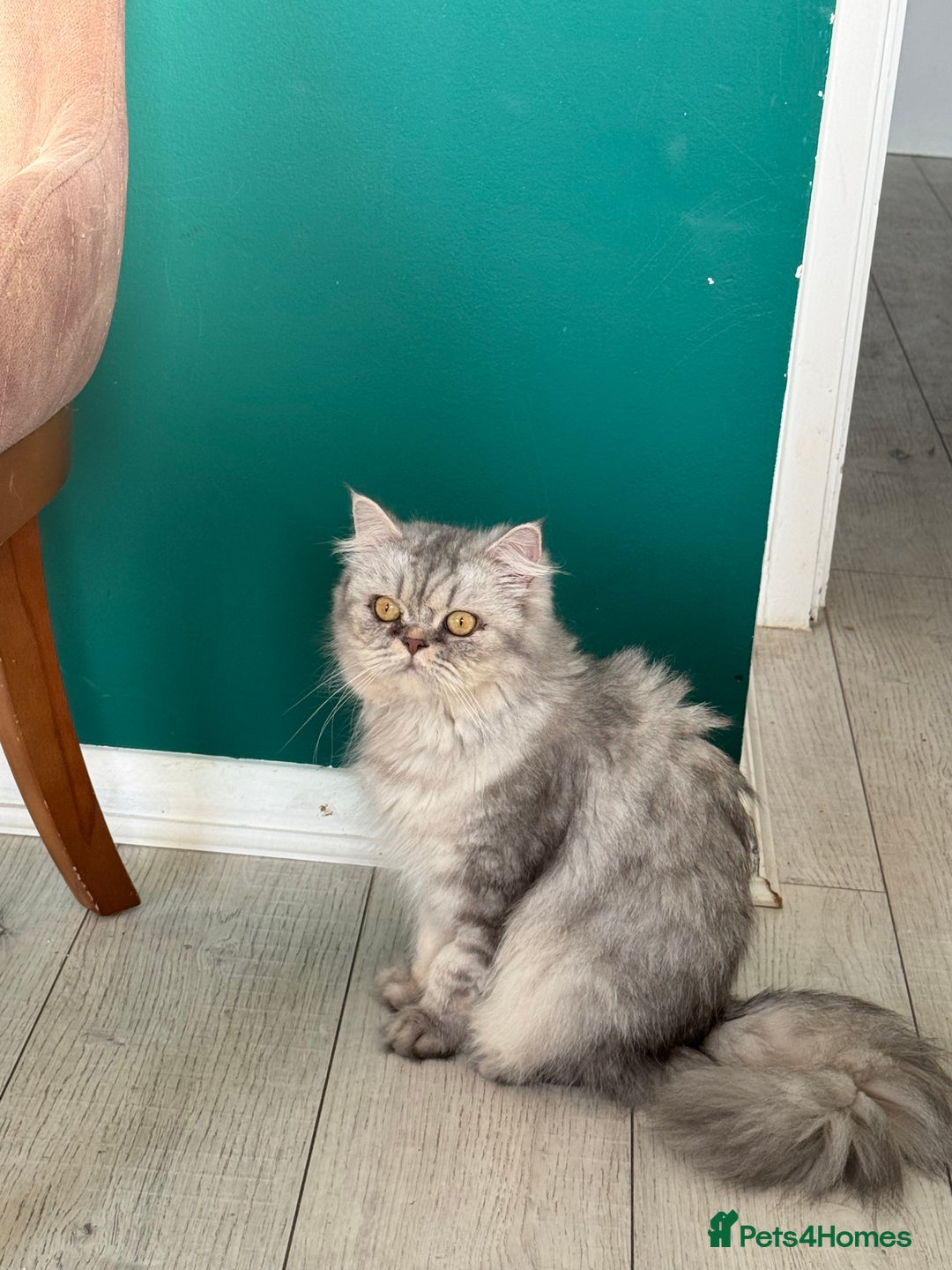 Persian cats for sale: Persian Cats  - Advert 8