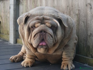 English Bulldog dogs for stud in Hyde - Advert 1