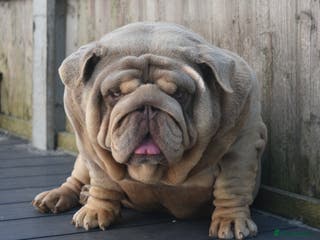 English Bulldog dogs Target man available for stud 🎯🎯 in Hyde - Advert 4