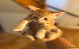 Mixed Breed cats for sale: Kittens will be ready 8th September for new home! - Image 5