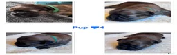 Shih Tzu dogs for sale: Shih Tzu litter  - Advert 4