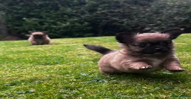 Chihuahua dogs - Advert 12
