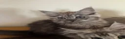 Ragcoon cats for sale: Cuteness Overload Incoming! Adorable Ragcoon Kitts - Advert 13