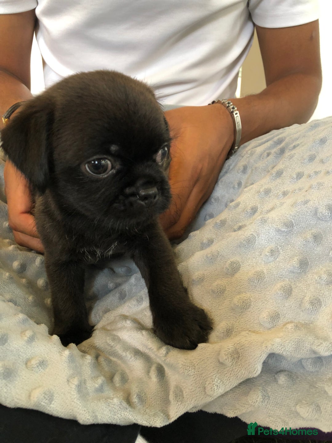 Mixed Breed dogs for sale: ADORABLE LITTER OF SHIH TZU/CHIHUAHUAS - Image 3