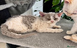 Selkirk Rex cats for sale: Gorgeous Selkirk Rex kittens - Image 22