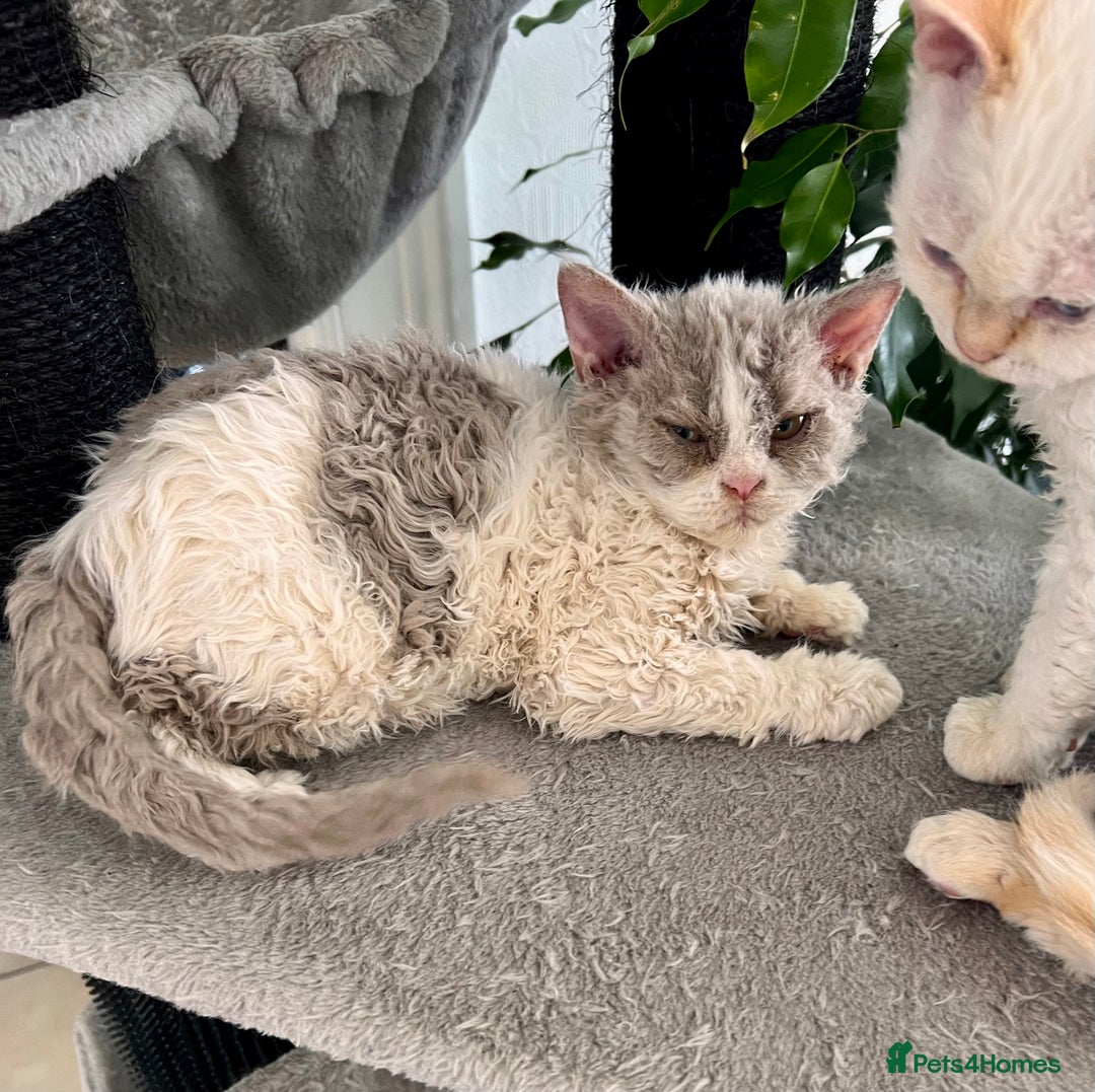 Selkirk Rex cats for sale: Gorgeous Selkirk Rex kittens - Image 22