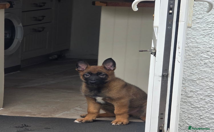 Belgian Shepherd Dog dogs - Advert 1