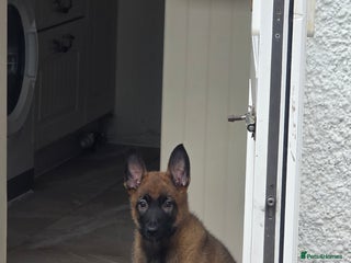 Belgian Shepherd Dog dogs - Advert 8