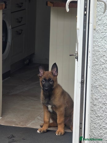 Belgian Shepherd Dog dogs - Advert 13