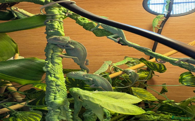 Chameleon reptiles - Advert 1