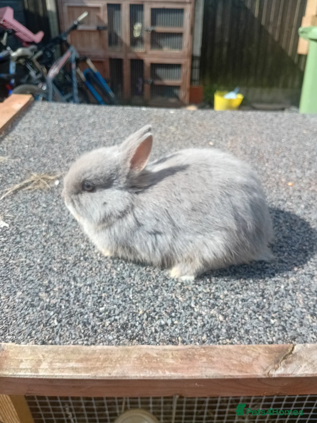Netherland Dwarf rabbits for sale: Rare lilac and cream netherland dwarfs babys  - Advert 2