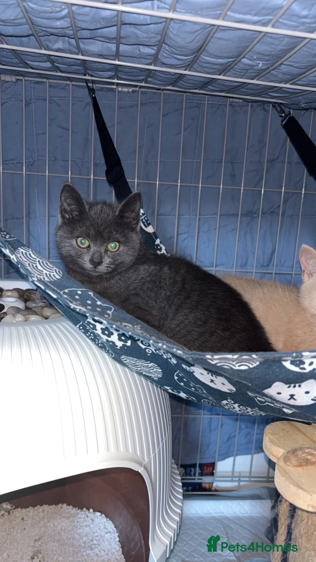 Mixed Breed cats for sale: Beautiful Blue female in London - Advert 1