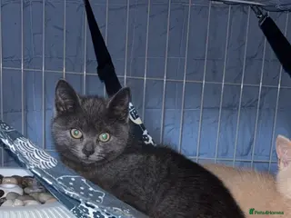 Mixed Breed cats Beautiful Blue female - Advert 11