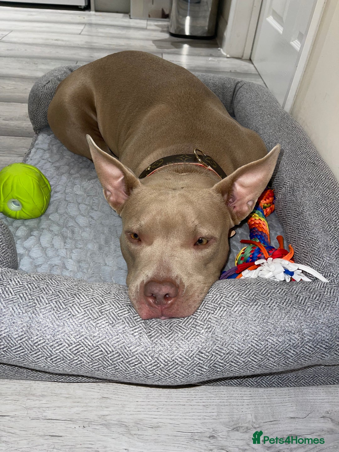 American Bully dogs for sale: Nova - Beautiful 1-Year-Old American Pocket Bully - Advert 3