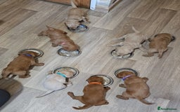 Labradoodle dogs for sale: Beautiful Labradoodle Puppies  - Image 22