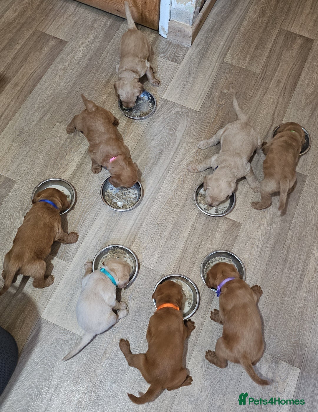Labradoodle dogs for sale: Beautiful Labradoodle Puppies  - Image 22