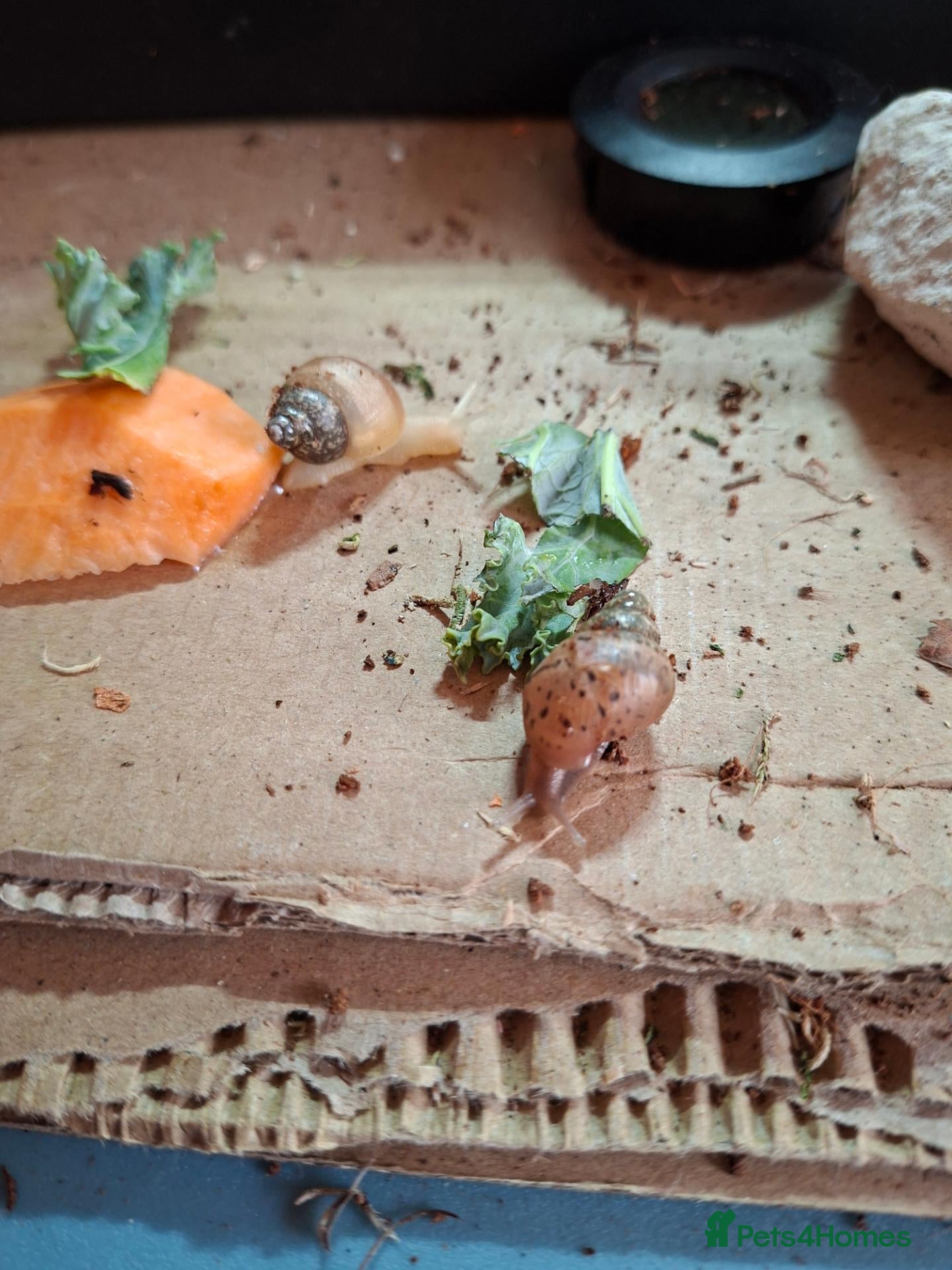 Snails invertebrates African land snail - Advert 1