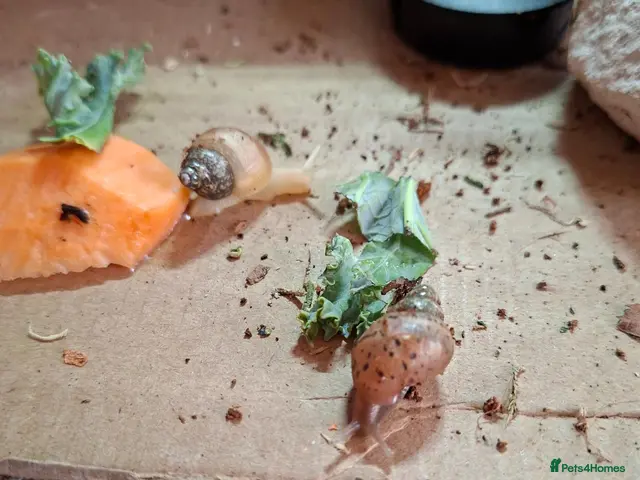 Snails invertebrates African land snail - Advert 1