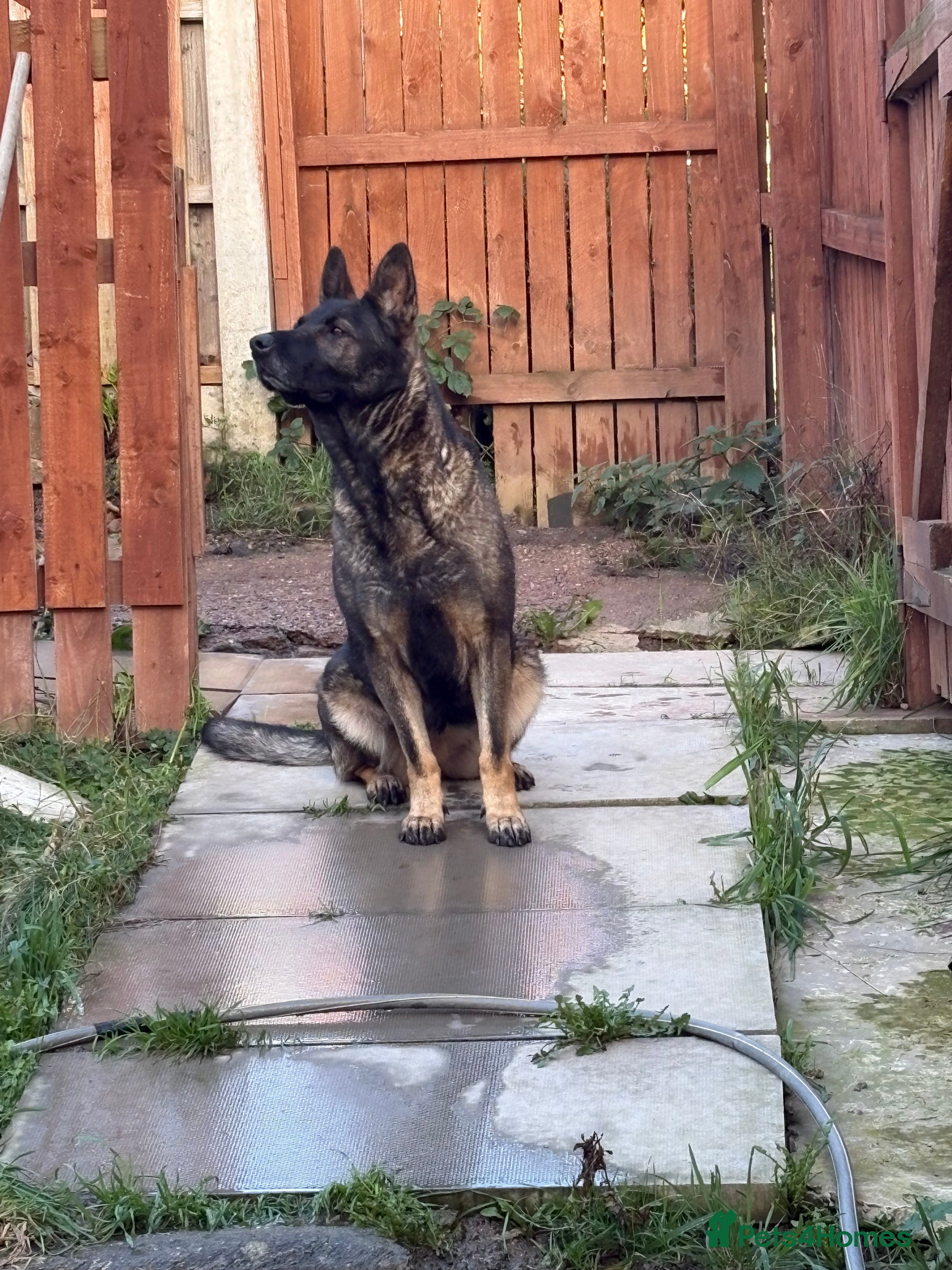 German Shepherd dogs 3 year old Czech shepherd for sale  - Advert 1