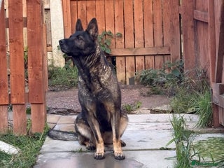 German Shepherd dogs 3 year old Czech shepherd for sale - Advert 1