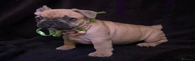 French Bulldog Puppy 6